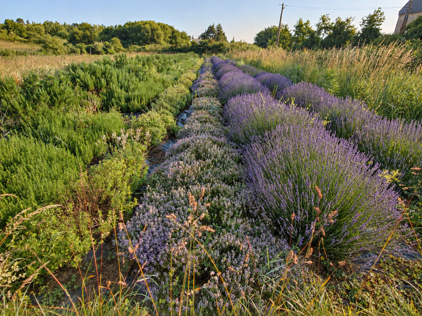 Vue des cultures de plantes aromatiques en fleurs