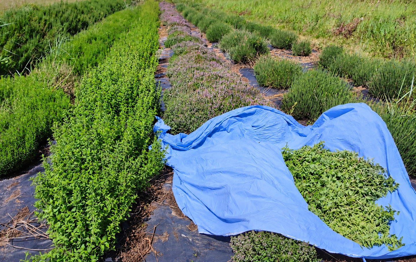 Récolte d’herbes aromatiques sur une bâche bleue